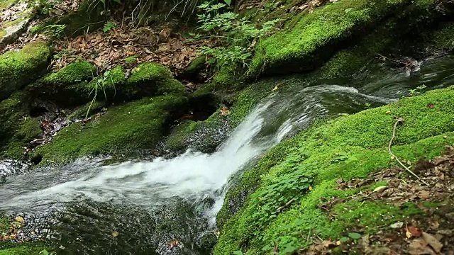 大白山(Taebaek Mountain)的木龙梭池(汉城最重要的河流汉江的源头)的苔藓谷视图视频素材