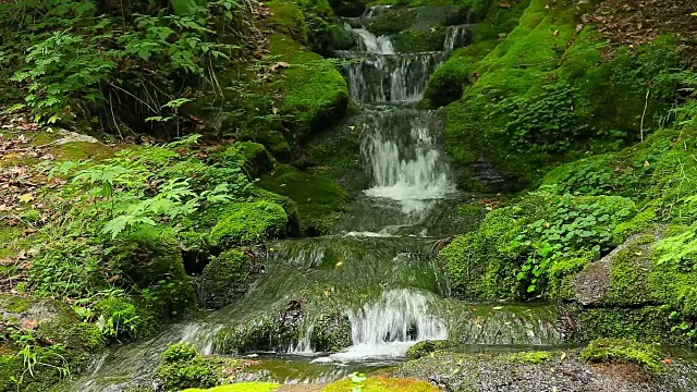 大白山(Taebaek Mountain)的木龙梭池(汉城最重要的河流汉江的源头)的苔藓谷视图视频素材