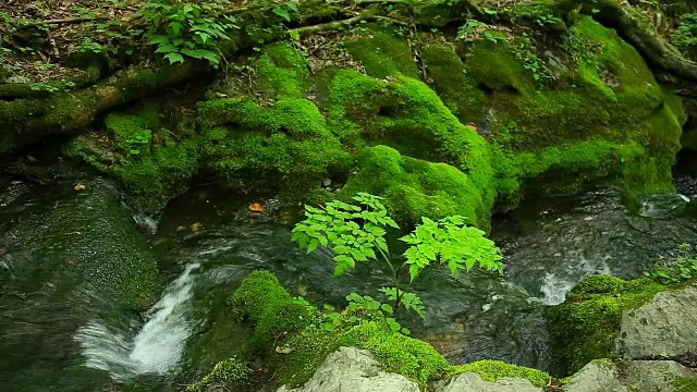 大白山(Taebaek Mountain)的木龙梭池(汉城最重要的河流汉江的源头)的苔藓谷视图视频素材