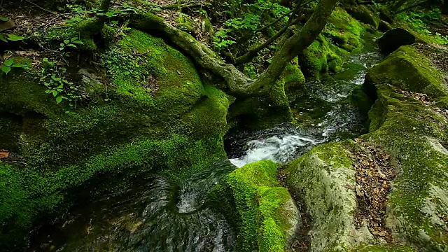 大白山(Taebaek Mountain)的木龙梭池(汉城最重要的河流汉江的源头)的苔藓谷视图视频素材