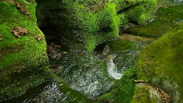 大白山(Taebaek Mountain)的木龙梭池(汉城最重要的河流汉江的源头)的苔藓谷视图视频素材