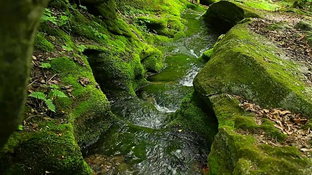 大白山(Taebaek Mountain)的木龙梭池(汉城最重要的河流汉江的源头)的苔藓谷视图视频素材