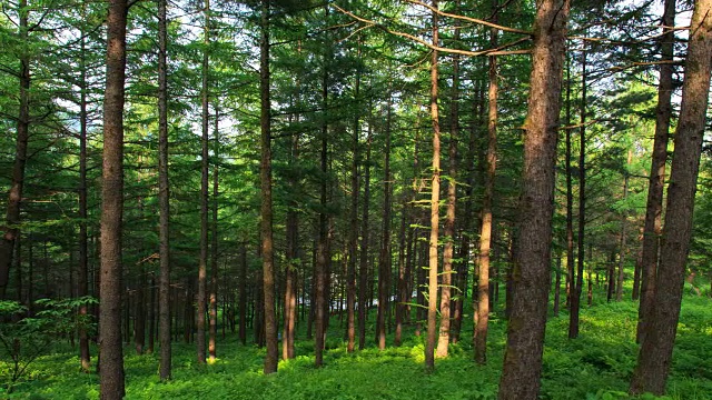 韩白山(韩国最受欢迎的徒步旅行之一)万hangjae山的森林景观视频素材