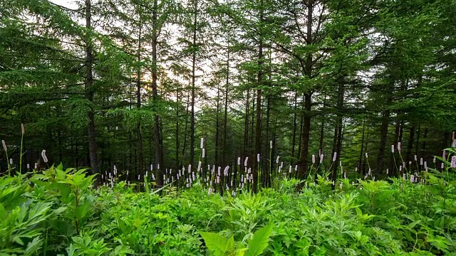 韩白山(韩国最受欢迎的徒步旅行胜地之一)的万航斋山的森林和野花视频素材