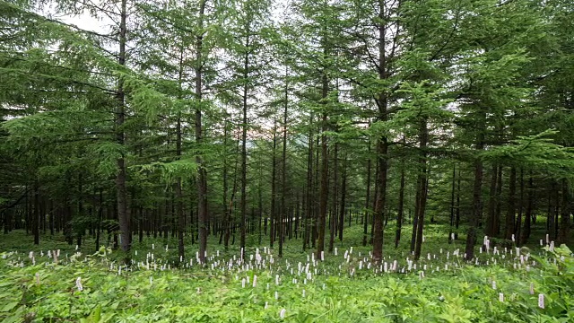 韩白山(韩国最受欢迎的徒步旅行胜地之一)的万航斋山的森林和野花视频素材