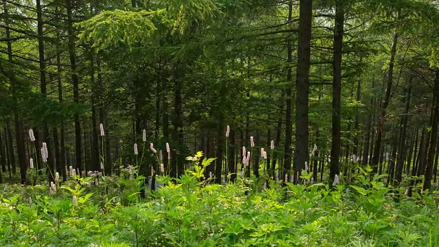 韩白山(韩国最受欢迎的徒步旅行胜地之一)的万航斋山的森林和野花视频素材