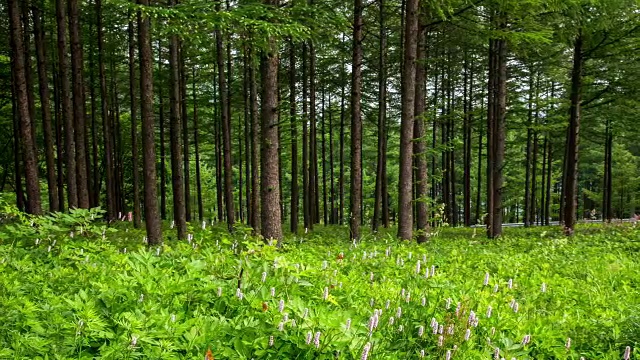 韩白山(韩国最受欢迎的徒步旅行胜地之一)的万航斋山的森林和野花视频素材