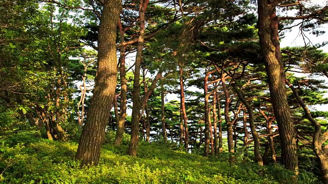 南山山城(联合国教科文组织世界遗产)延柱邦宫城附近的散步长廊视频素材