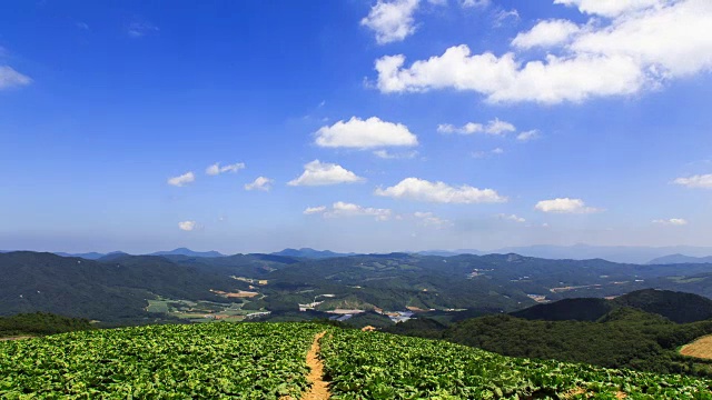 安板德村高原菜地(韩国著名菜地)视频素材