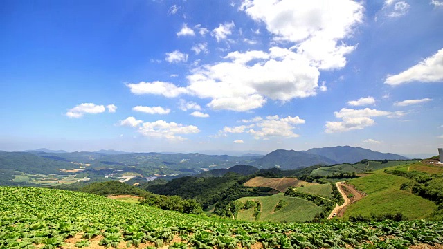 安坂德村高地白菜田(韩国名白菜田)视频素材