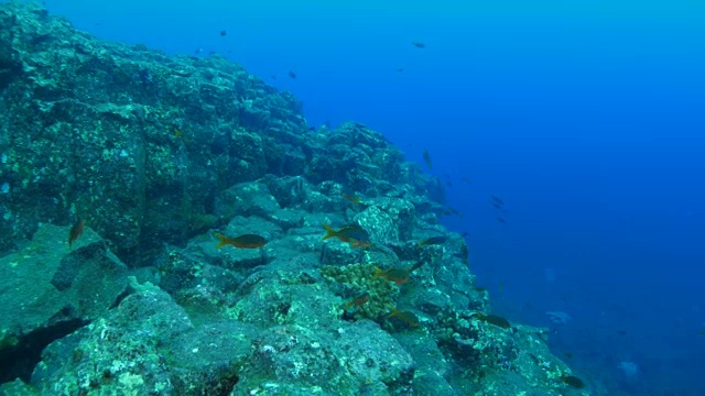 海底礁石、墨西哥视频素材