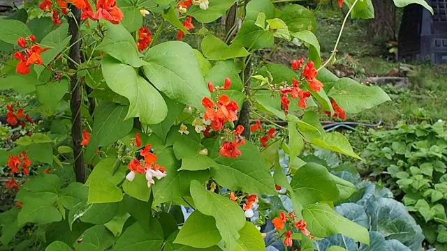 美丽的开花植物芸豆视频视频素材