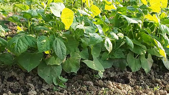 菜豆植物在花圃苗床上录像视频素材