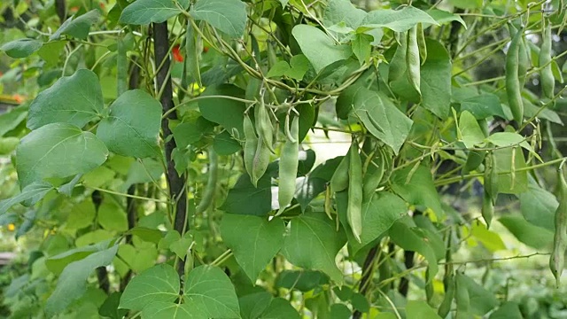 绿豆荚在花园里视频素材