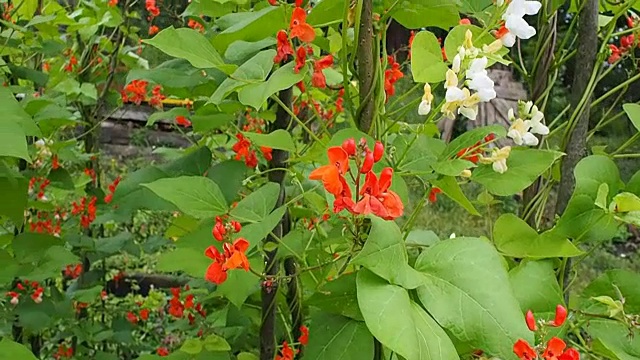 美丽的开花植物芸豆视频视频素材