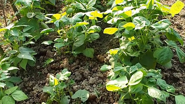 菜豆植物在花圃苗床上录像视频素材