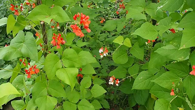 美丽的开花植物芸豆视频视频素材