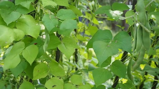 绿豆荚在花园里视频素材