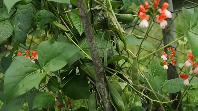 美丽的开花植物芸豆视频视频素材