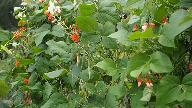 美丽的开花植物芸豆视频视频素材