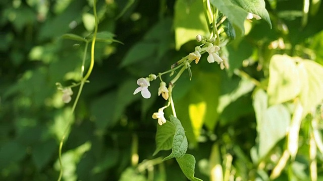 花园中白色的花和绿色的菜豆荚视频素材