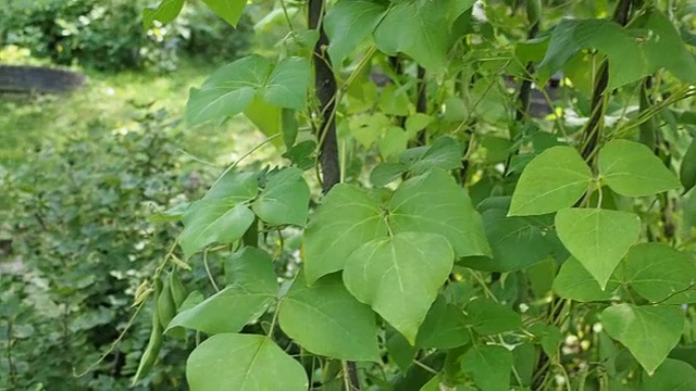 绿豆荚在花园里视频素材