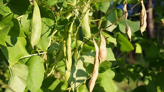 新鲜、成熟和未成熟的菜豆荚在花园里录像视频素材