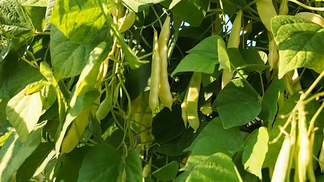 新鲜的半熟菜豆荚在花园里录像视频素材