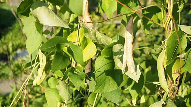 新鲜、成熟和未成熟的菜豆荚在花园里录像视频素材