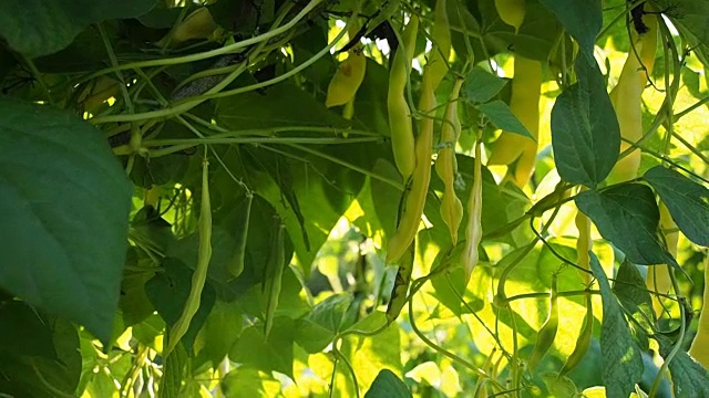 新鲜的半熟菜豆荚在花园里录像视频素材