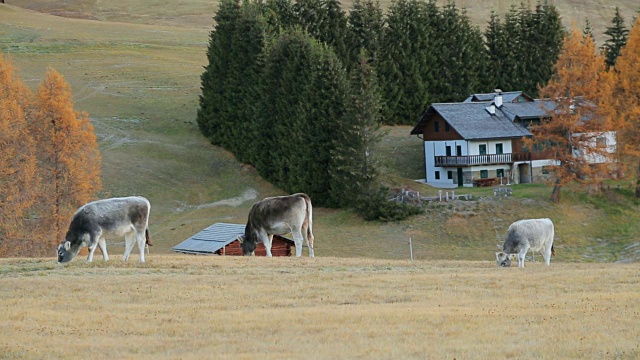 意大利Dolomites地区Alpe di Siusi (Seiser Alm)南蒂罗尔地区的奶牛。视频素材