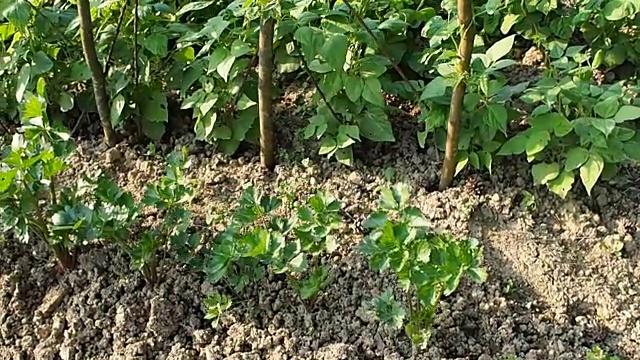 菜豆植物在花圃苗床上录像视频素材