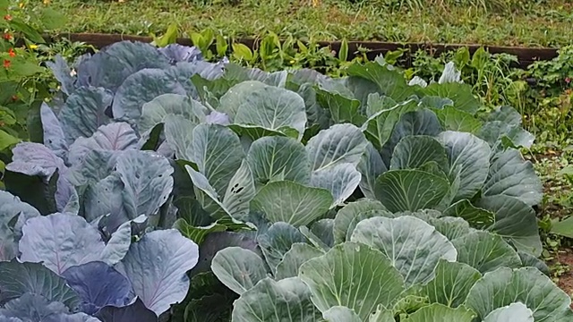 美丽的开花植物芸豆视频视频素材