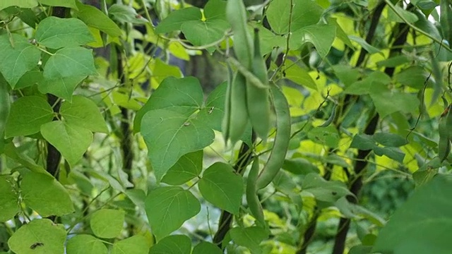 绿豆荚在花园里视频素材