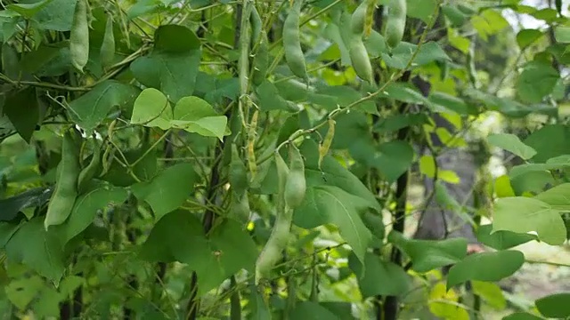 绿豆荚在花园里视频素材