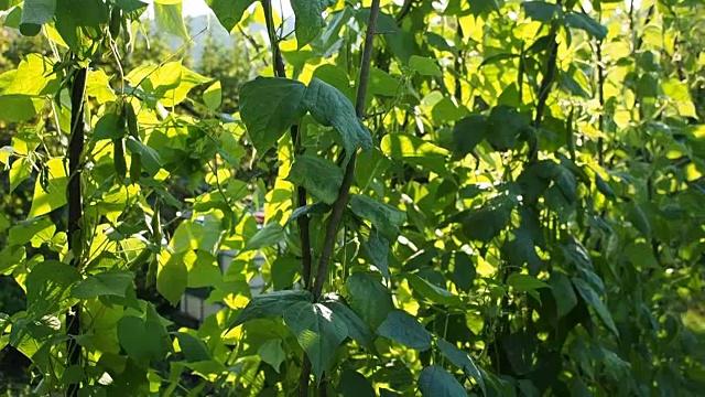 菜豆在花园里的新鲜豆荚视频素材