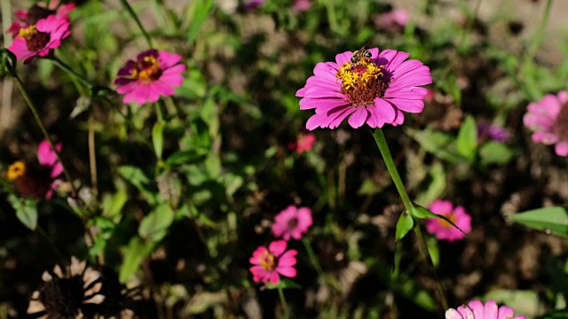 蜜蜂授粉视频下载