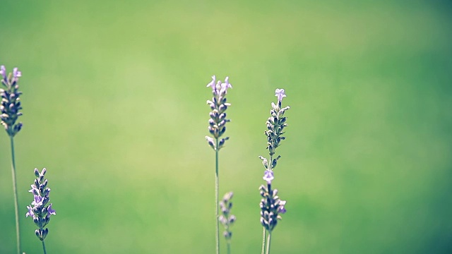 近紫薰衣草花视频下载