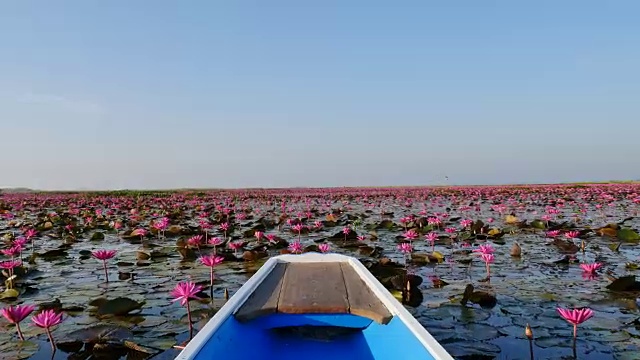 在泰国乌东他尼省的粉红色莲花湖乘船游览。视频素材