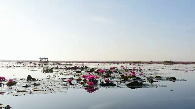 在泰国乌东他尼省的粉红色莲花湖乘船游览。视频素材