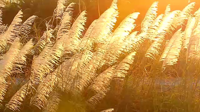 草在阳光视频下载