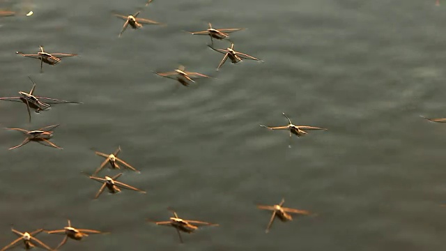 水黾在水上爬行视频下载