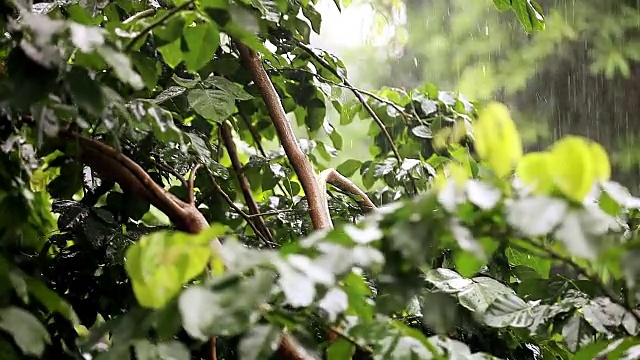 沁人心脾的雨视频素材