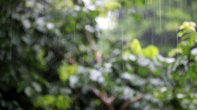 沁人心脾的雨视频素材