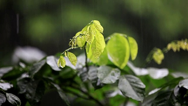 雨视频素材