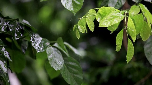 放松的雨视频素材