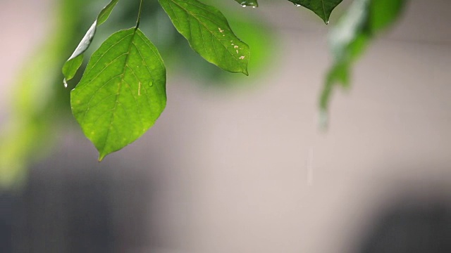 沁人心脾的雨视频素材