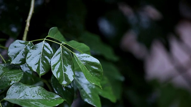 沁人心脾的雨视频素材