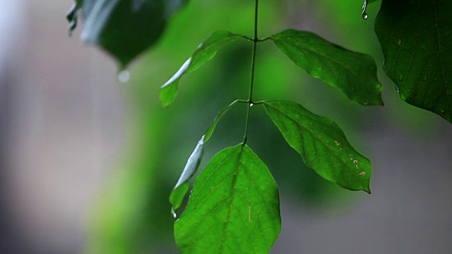 雨季视频素材