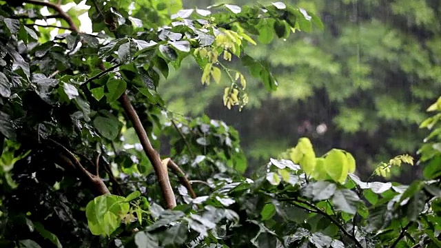 热带雨林视频素材